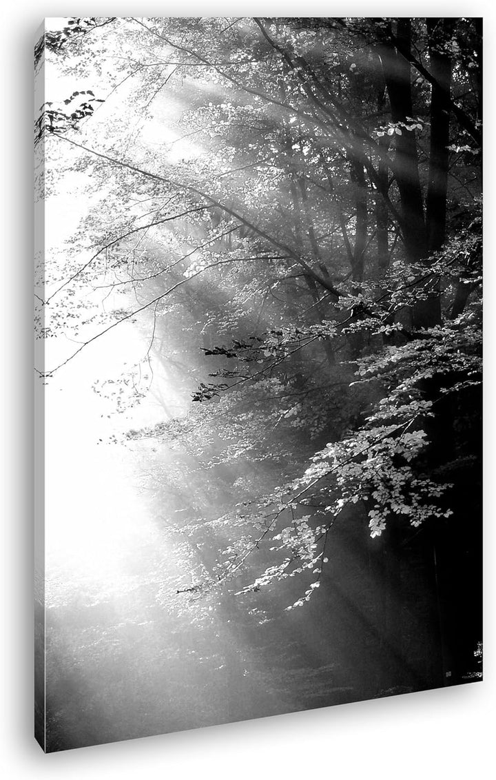 deyoli herbstlicher Wald mit Sonnenstrahlen Effekt: Schwarz/Weiss im Format: 80x60 als Leinwandbild,