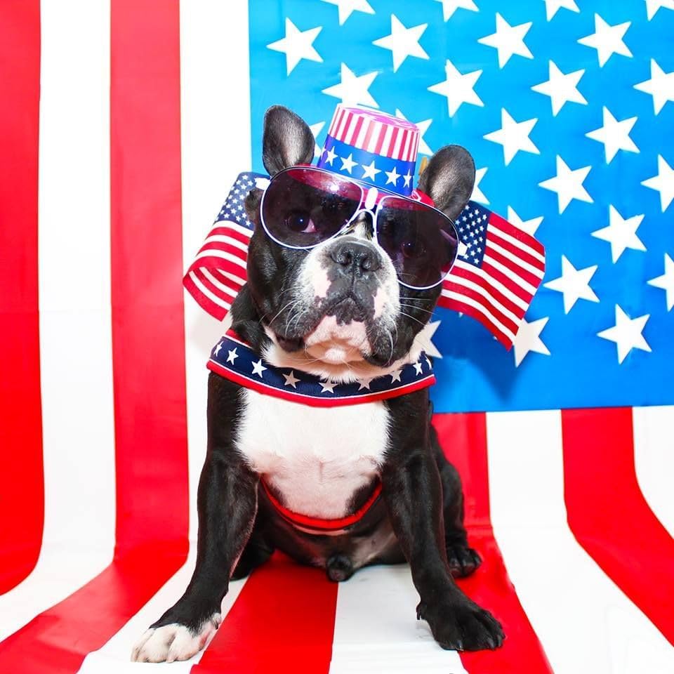 ComfortFlex American Made Quick Fit voll gepolstertes reflektierendes Sport-Hundegeschirr für aktive