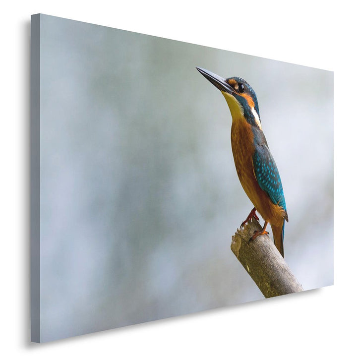 Feeby. Wandbild - 1 Teilig - 50x70 cm, Leinwand Bild Leinwandbilder Bilder Wandbilder Kunstdruck, VO