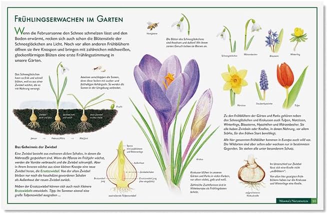 Wawra´s Naturtafeln Set 3 - mit 12 Lerntafeln im A3-Format zum Entdecken, Beobachten, Bestimmen - 41