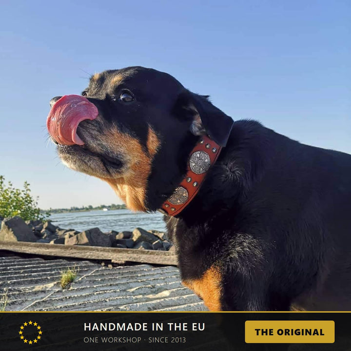 Bestia Maximus Echtleder Hundehalsband für grosse Hunde 100% Leder XL- 57,5 bis 67,5 cm Halsumfang B