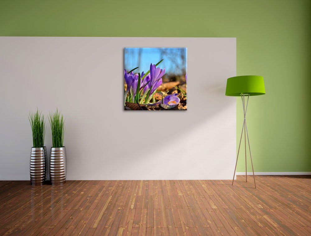 Exotische lila Krokusse, Format: 70x70 auf Leinwand, XXL riesige Bilder fertig gerahmt mit Keilrahme