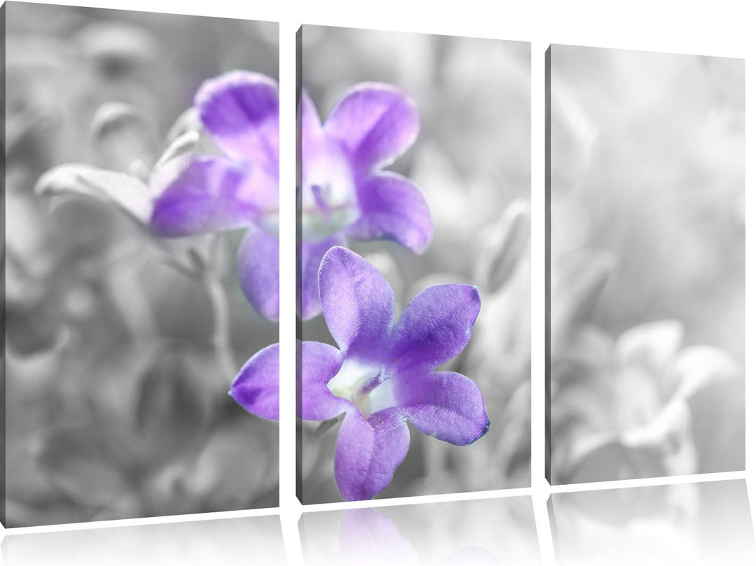 Pixxprint Lilane Lavendelblumen als Leinwandbild/Grösse: 3 Teilig (120x80) cm/Wandbild/Kunstdruck/fe
