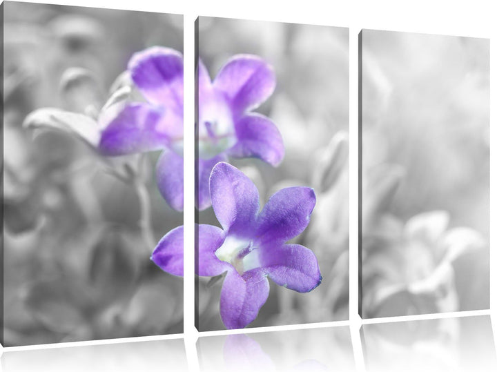 Pixxprint Lilane Lavendelblumen als Leinwandbild/Grösse: 3 Teilig (120x80) cm/Wandbild/Kunstdruck/fe
