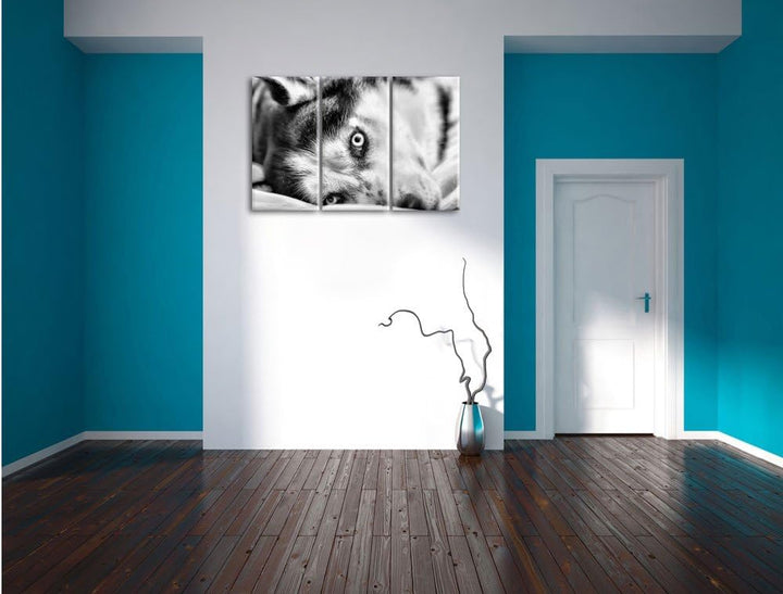 Pixxprint Husky mit Eisblauen Augen im Bett / 3-Teilig/Gesamtmass 120cm Leinwandbild bespannt auf Ho