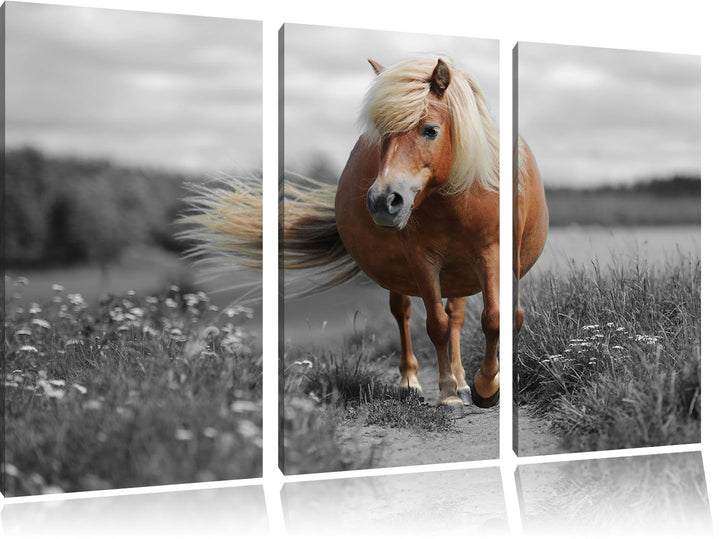 Pixxprint Shetlandpony auf der Wiese als Leinwandbild/Grösse: 3 Teilig (120x80) cm/Wandbild/Kunstdru