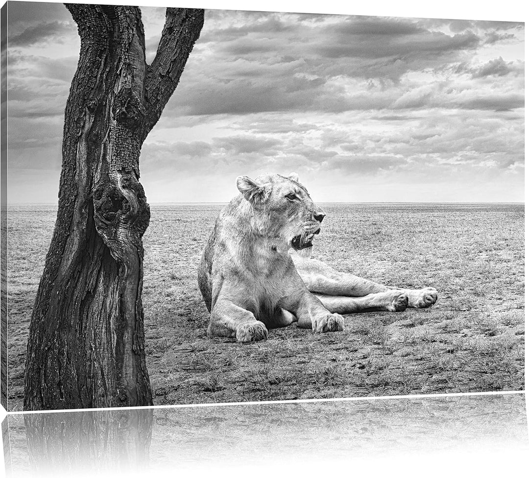 Pixxprint Löwin Ruhe Savanne Kunst B&W als Leinwandbild/Grösse: 100x70 / Wandbild/Kunstdruck/fertig
