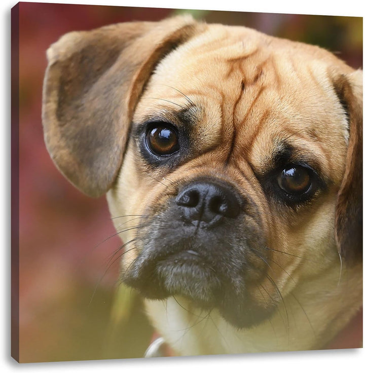 Pixxprint Mops Welpe als Leinwandbild/Grösse: 70x70 cm/Wandbild/Kunstdruck/fertig bespannt, 70x70