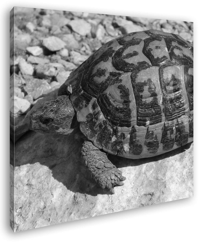 deyoli Eindrucksvolle Schildkröte Format: 70x70 Effekt: Schwarz&Weiss als Leinwandbild, Motiv fertig