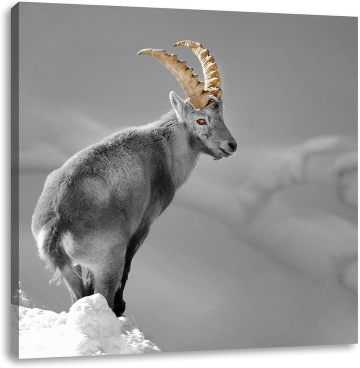 Pixxprint schöner Steinbock im Schnee als Leinwandbild/Grösse: 70x70 cm/Wandbild/Kunstdruck/fertig b