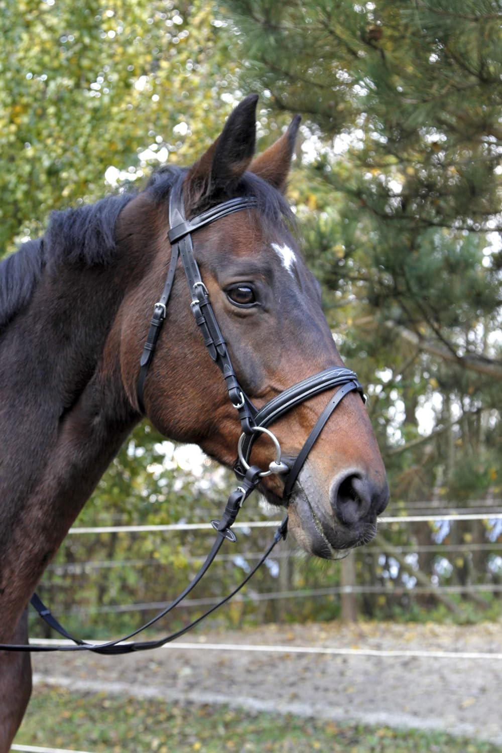 KERBL Trensenzaum Classic Braun Pony, Braun Pony