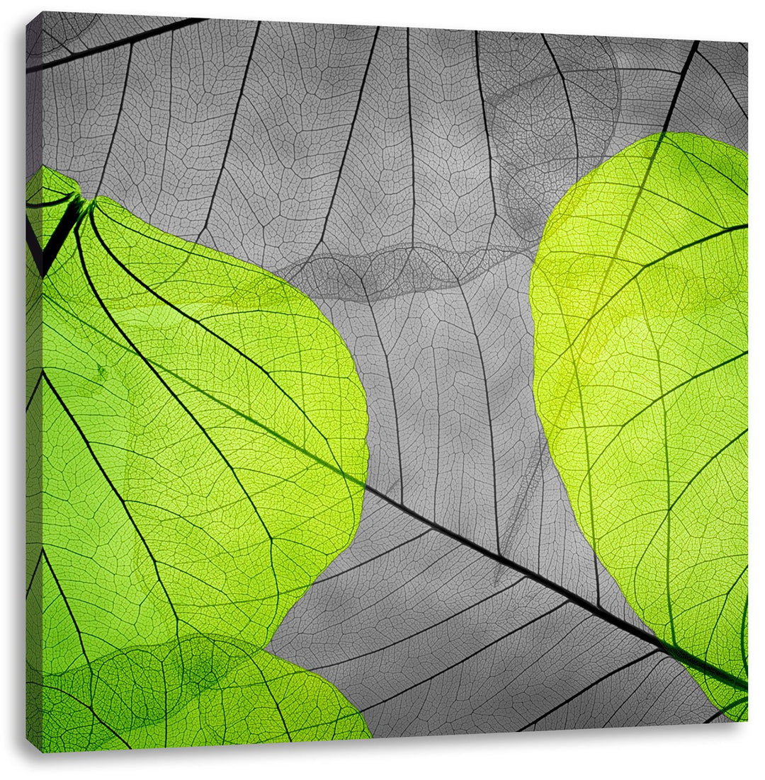 Pixxprint schöne zarte Blätter als Leinwandbild Quadratisch/Grösse: 70x70 / Wandbild/Kunstdruck/fert