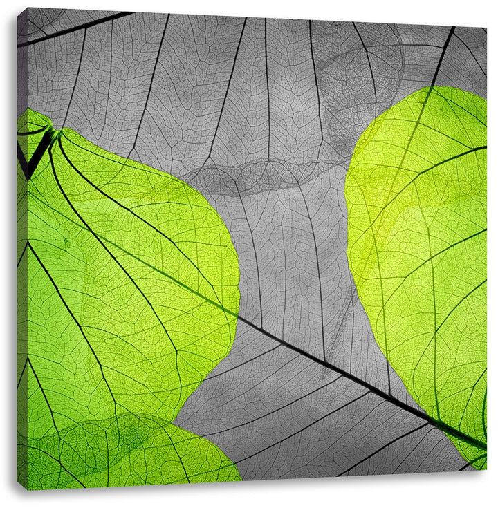 Pixxprint schöne zarte Blätter als Leinwandbild Quadratisch/Grösse: 70x70 / Wandbild/Kunstdruck/fert