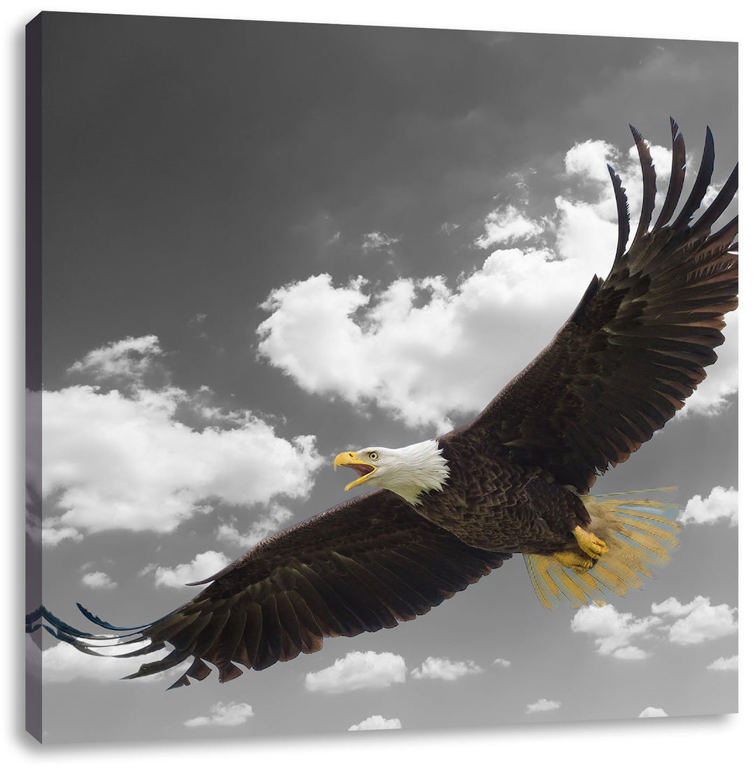 Pixxprint Weisskopfseeadler beim fliegen als Leinwandbild/Grösse: 70x70 cm/Wandbild/Kunstdruck/ferti