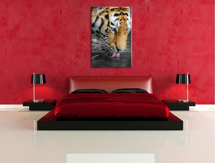 maiestätischer Tiger trinkt schwarz/weiss auf Leinwand, XXL riesige Bilder fertig gerahmt mit Keilra
