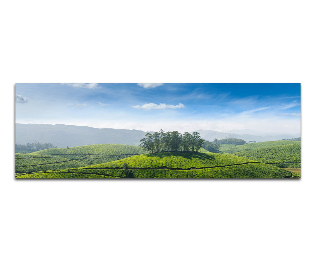 Paul Sinus Art Panoramabild auf Leinwand und Keilrahmen 150x50cm Indien Teeplantagen Landschaft