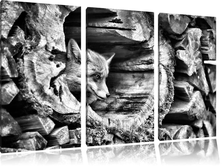 Pixxprint Fuchs im Baumstamm als Leinwandbild/Grösse: 3 Teilig (120x80) / Wandbild/Kunstdruck/fertig