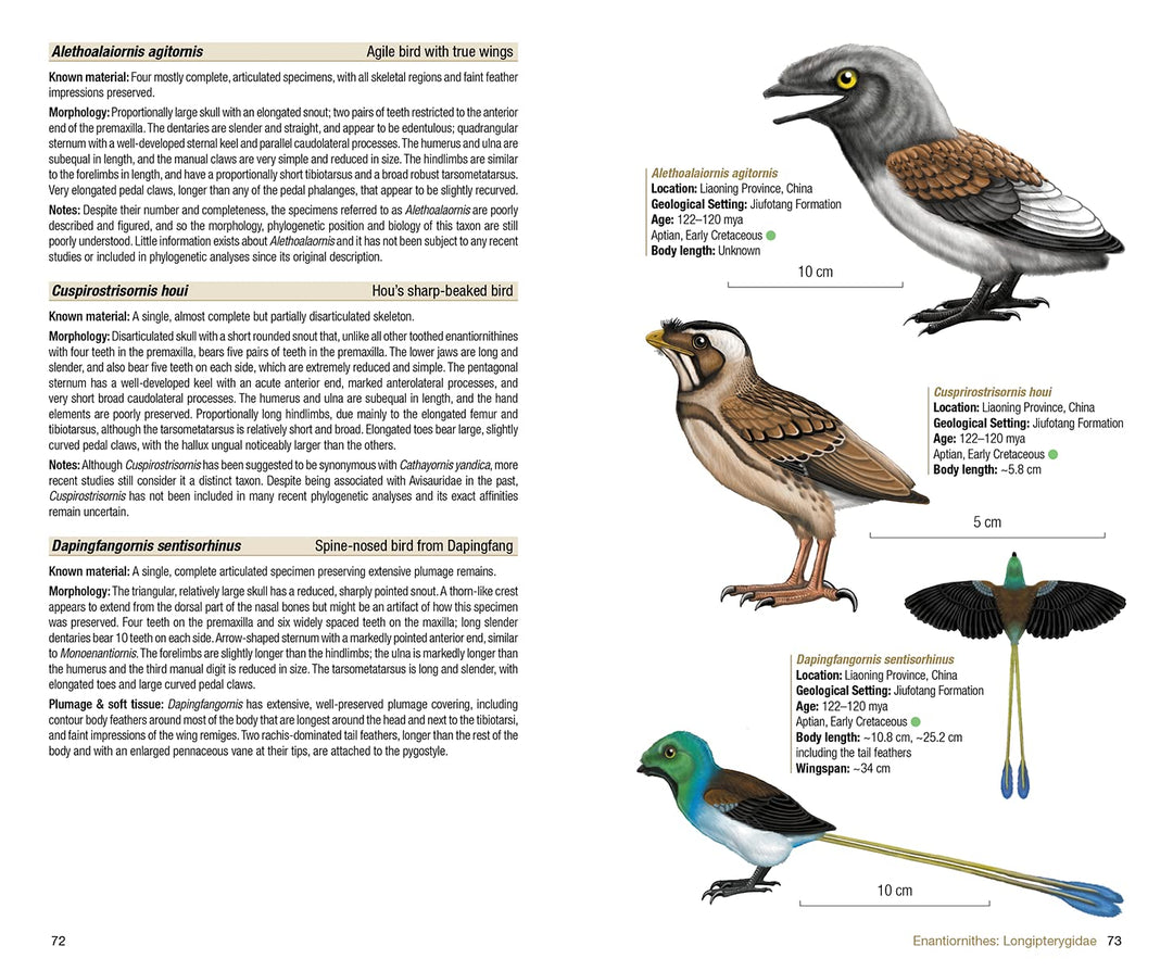 Birds of the Mesozoic: An Illustrated Field Guide, Taschenbuch