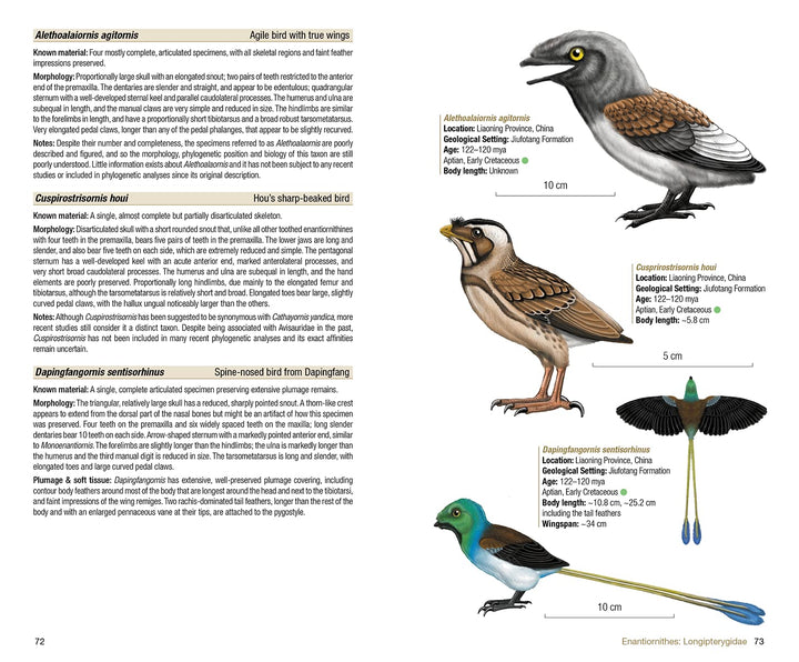 Birds of the Mesozoic: An Illustrated Field Guide, Taschenbuch