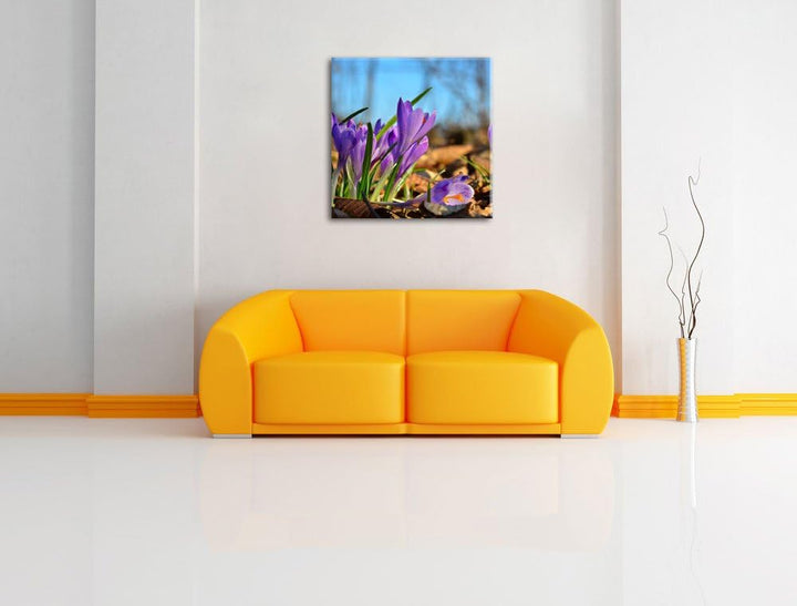 Exotische lila Krokusse, Format: 70x70 auf Leinwand, XXL riesige Bilder fertig gerahmt mit Keilrahme