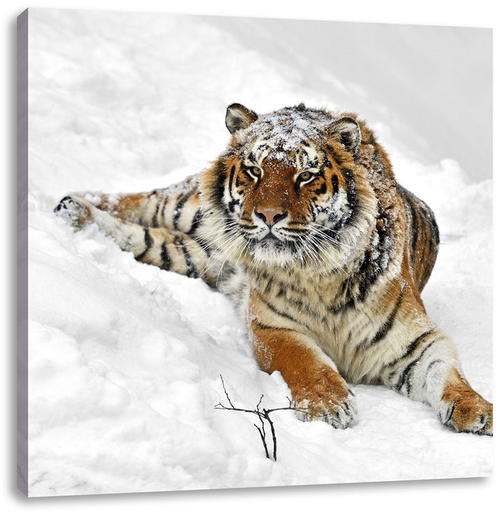 Pixxprint Amur Tiger im Schnee als Leinwandbild Quadratisch/Grösse: 70x70 / Wandbild/Kunstdruck/fert
