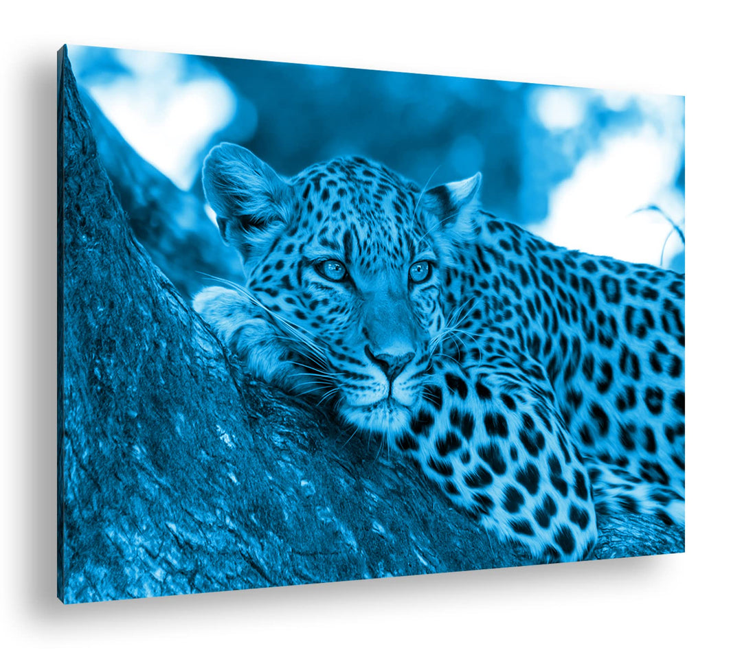 deyoli liegender Leopard Format 80x60 Effekt: Monocrome Blau als Leinwandbild, Motiv fertig gerahmt