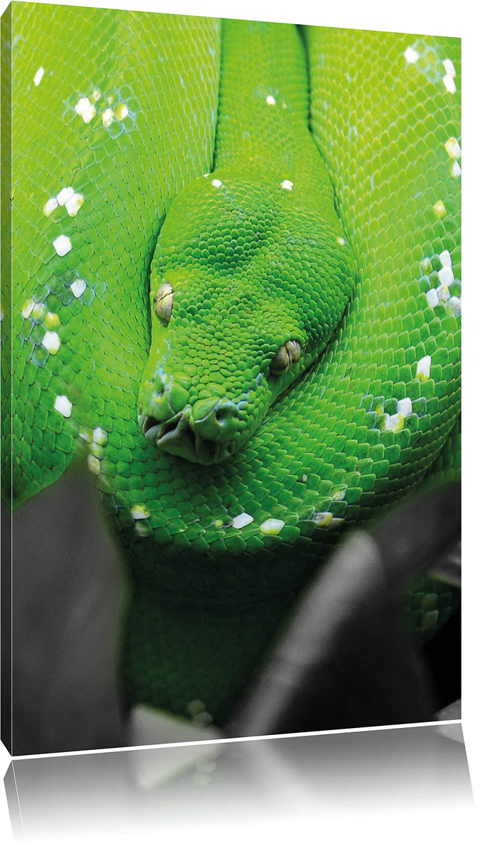 Pixxprint Giftige Grüne Schlange als Leinwandbild/Grösse: 120x80 cm/Wandbild/Kunstdruck/fertig bespa