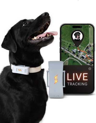PAJ GPS Tracker für Hunde - 4G - Weglaufalarme + weltweite Live-Ortung - bis zu 10 Tage Akkusparmodu
