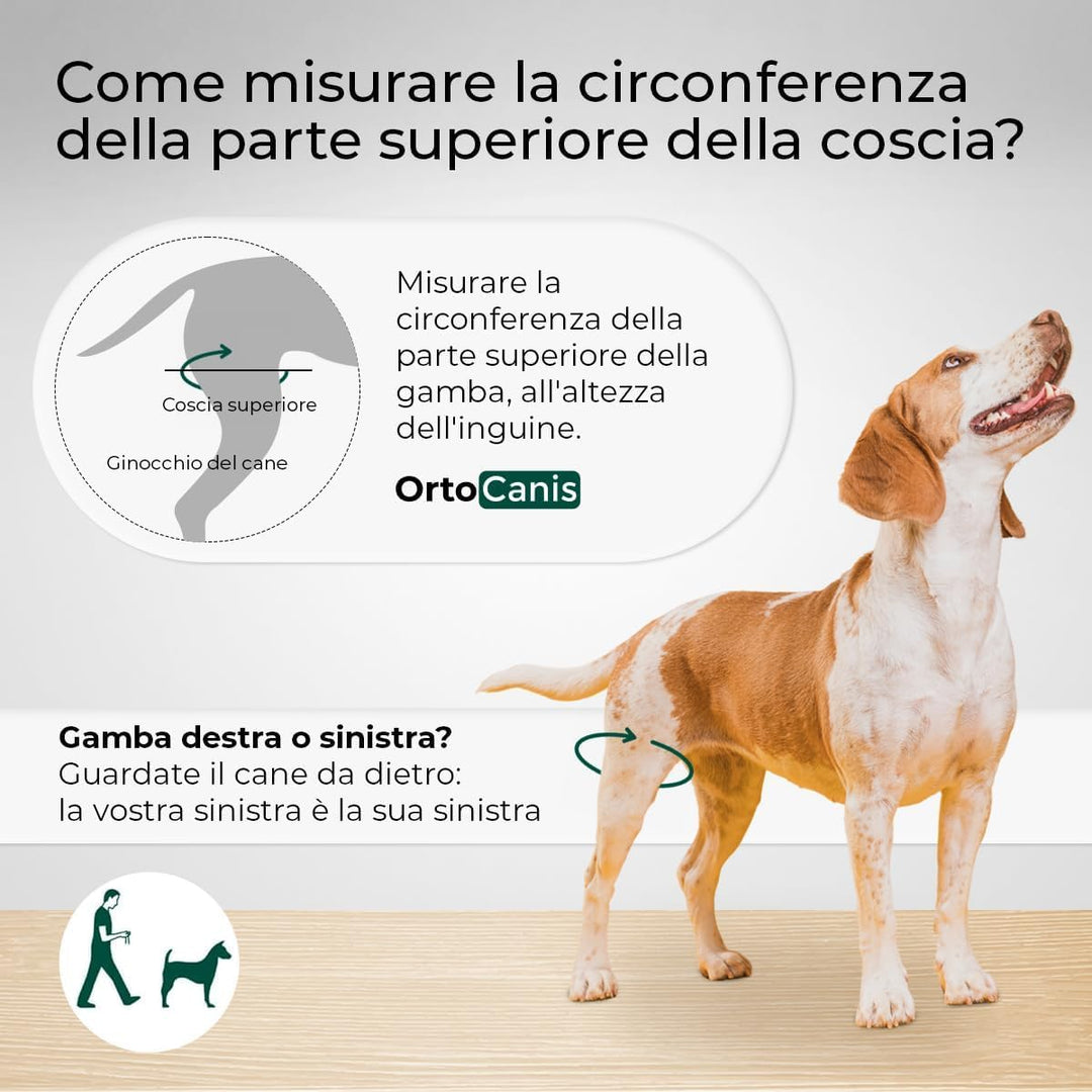 Ortocanis - Kniebandage Hund Hinterbein für das rechte Bein - Hergestellt aus Neopren ARD - Bei Kreu