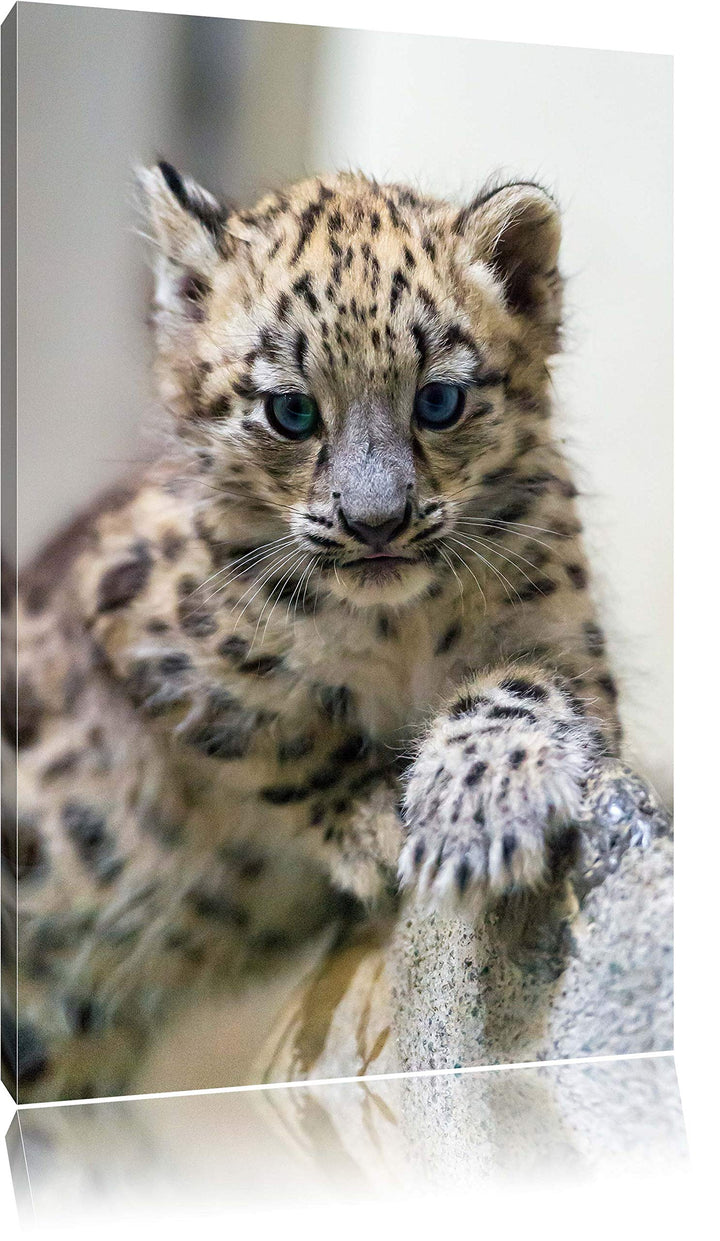 Pixxprint Leopardenjunges beim Klettern auf Leinwand, XXL riesige Bilder fertig gerahmt mit Keilrahm