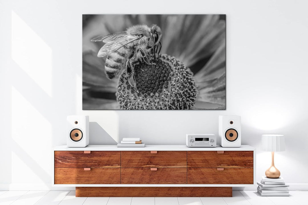 deyoli Biene beim Pollen sammeln Effekt: Schwarz&Weiss Format: 80x60 als Leinwandbild, Motiv fertig