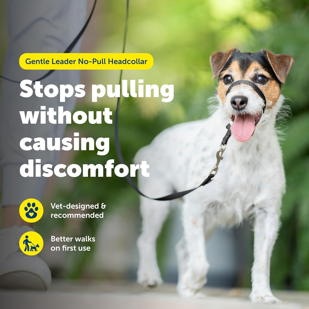 PetSafe Sanfter Führer Halsband mit Trainings-DVD Himbeerrosa Small Up to 25 Lb., Himbeerrosa Small