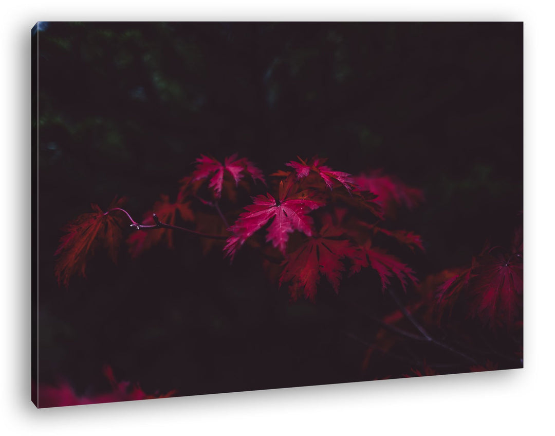 deyoli bezaubernder roter Ahornzweig Format: 100x70 als Leinwand, Motiv fertig gerahmt auf Echtholzr