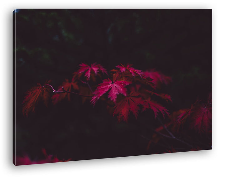 deyoli bezaubernder roter Ahornzweig Format: 100x70 als Leinwand, Motiv fertig gerahmt auf Echtholzr