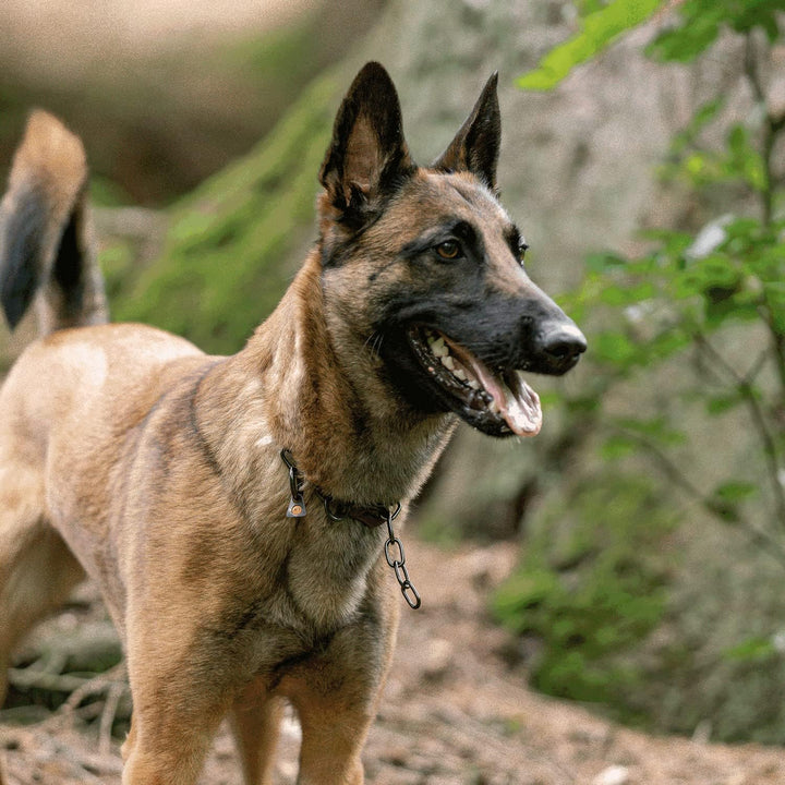 Sprenger Hundehalskette mit Sprenger Haken aus Edelstahl rostfrei 3 mm I Grösse individuell einstell