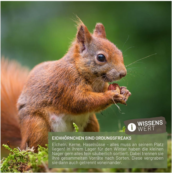 wildtier liebe Eichhörnchen Futterhaus wetterfest I aus verschraubtem Massiv-Holz Futterstelle I Fut