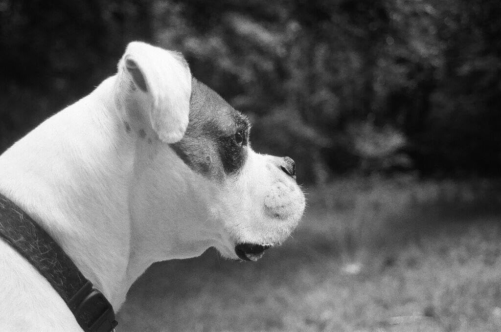ISO 400 SHD400 Schwarzweissfilm 35mm für Campus-Projekte, scan-freundlich und für Porträts, 36EXP -