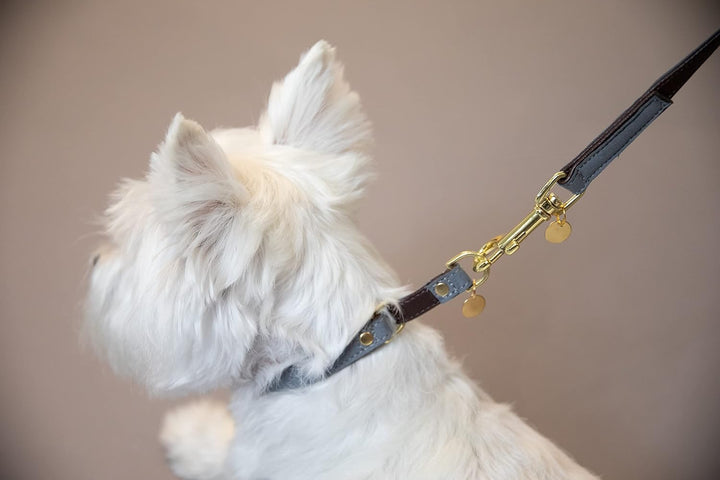 Kentucky Dogwear Loop Hundehalsband, Grösse:S, Farbe:grau S Grau, S Grau