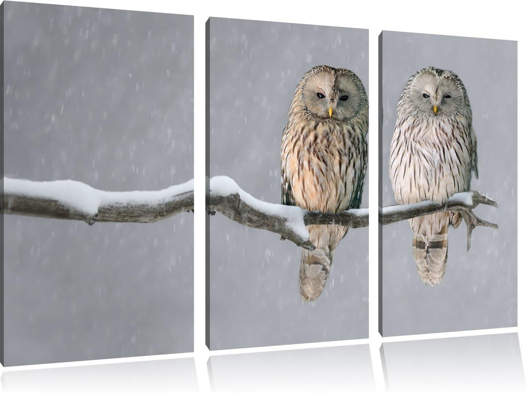Pixxprint 2 Schneeeulen Bild 3-Teiler Leinwandbild 120x80 Bild auf Leinwand