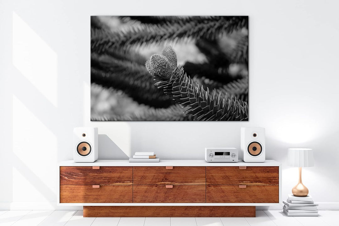 deyoli Frühlingserwachen der Tannenbäume Format: 80x60 als Leinwand, Effekt: Schwarz&Weiss, Motiv fe