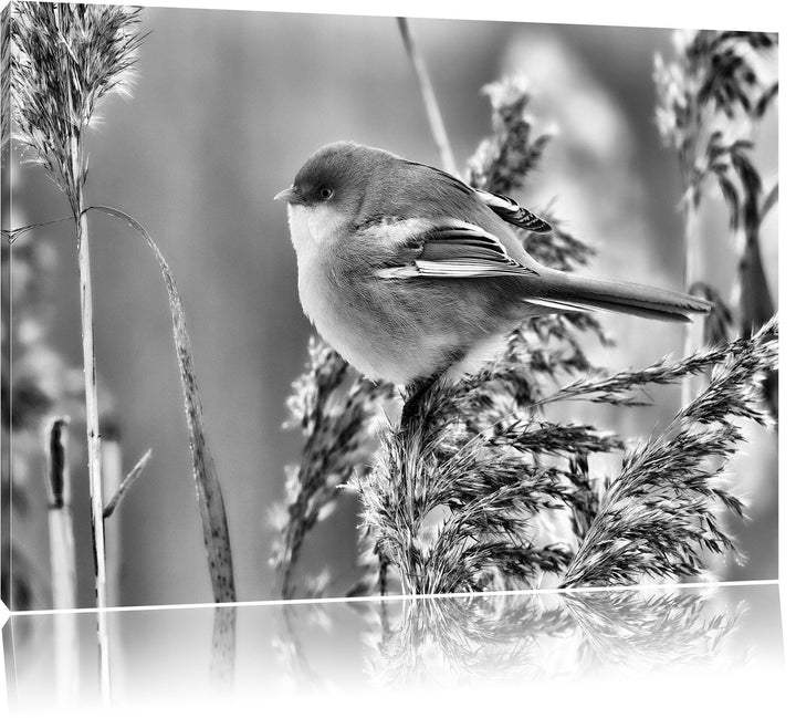 Pixxprint Kleiner Vogel auf Weizen / 100x70cm Leinwandbild bespannt auf Holzrahmen/Wandbild Kunstdru
