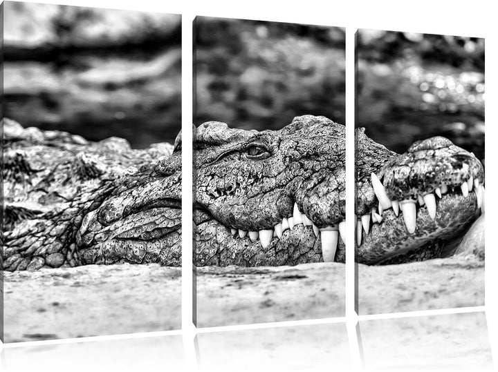 Pixxprint gigantisches Krokodil als Leinwandbild/Grösse: 3 Teilig (120x80 cm) cm/Wandbild/Kunstdruck
