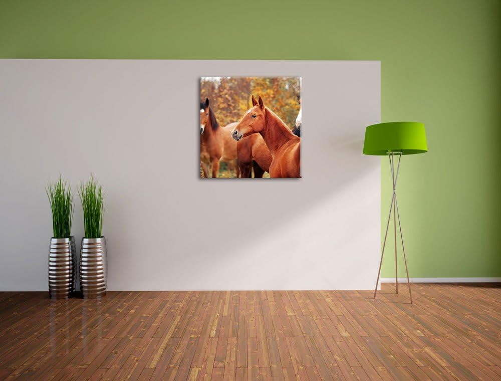 Pixxprint schöne Pferde auf der Wiese als Leinwandbild Quadratisch/Grösse: 70x70 / Wandbild/Kunstdru