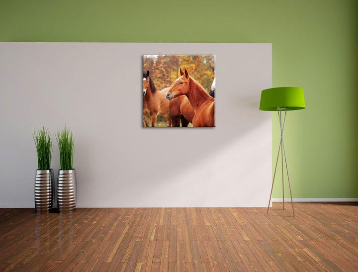Pixxprint schöne Pferde auf der Wiese als Leinwandbild Quadratisch/Grösse: 70x70 / Wandbild/Kunstdru