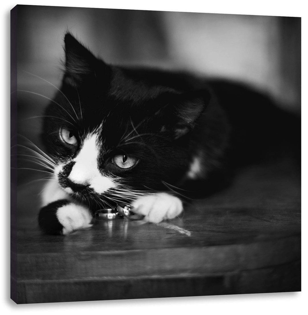 Schwarze Katze spielt mit Ehering, Format: 70x70 auf Leinwand, 70x70