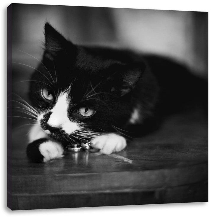 Schwarze Katze spielt mit Ehering, Format: 70x70 auf Leinwand, 70x70