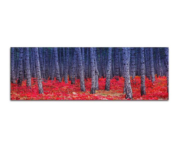 Paul Sinus Art Panoramabild auf Leinwand und Keilrahmen 150x50cm Ukraine Wald Baumstämme Blumen rot