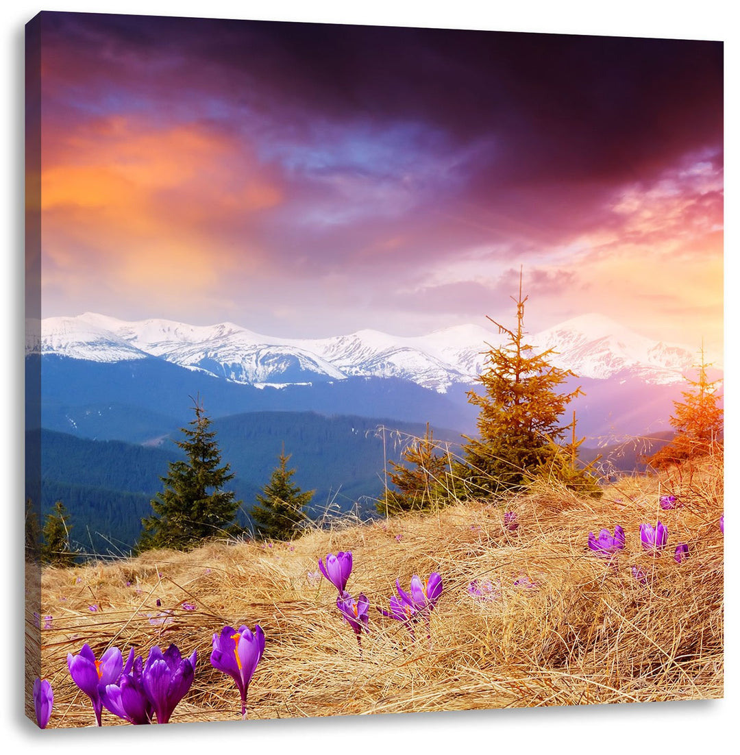Pixxprint Krokusse auf Hochalmwiese in Alpen, Format: 70x70 auf Leinwand, 70x70