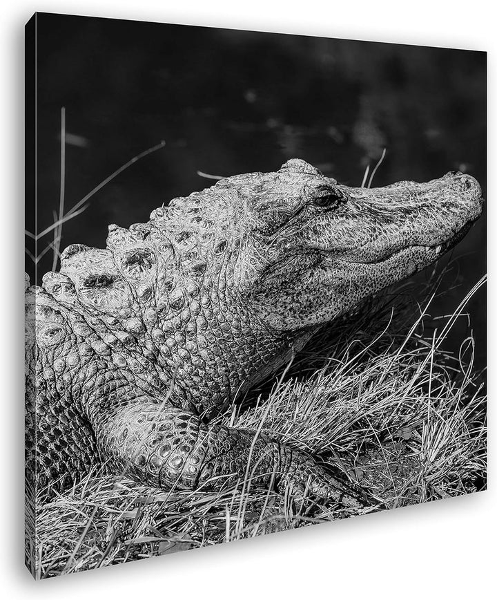 deyoli ruhiger Alligator Format: 70x70 Effekt: Schwarz&Weiss als Leinwandbild, Motiv fertig gerahmt