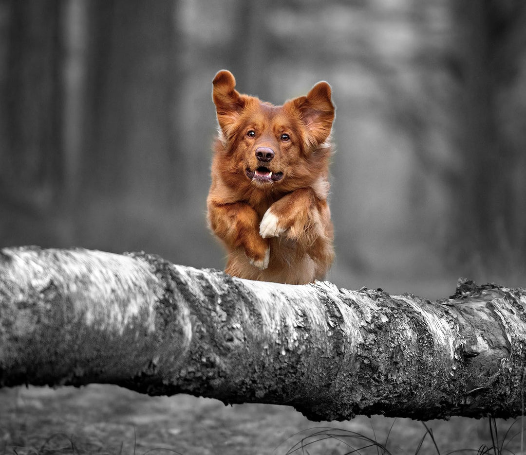 Hund springt über Baumstamm im Wald B&W Detail Herdabdeckplatte & Spritzschutz aus Echtglas | Für He